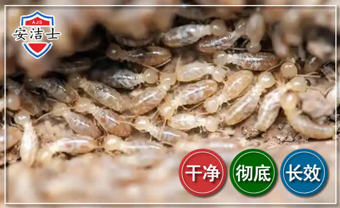 吴兴区白蚁防治
