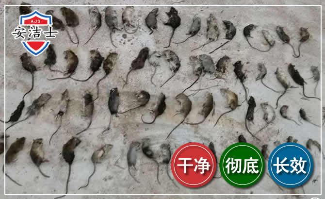 吴兴区鼠害防治-灭鼠
