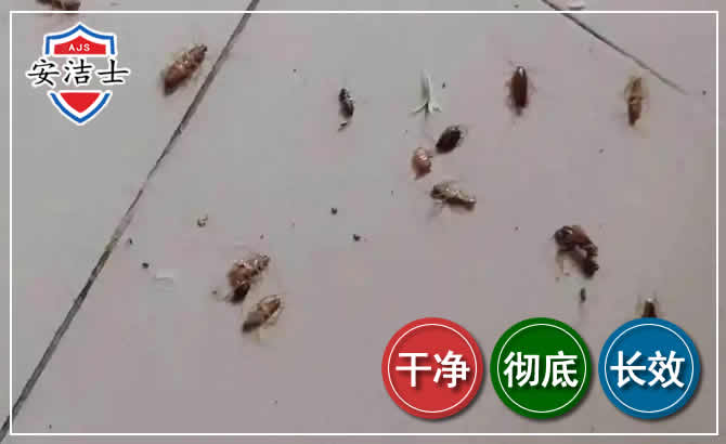 吴兴区蟑螂防治-灭蟑螂