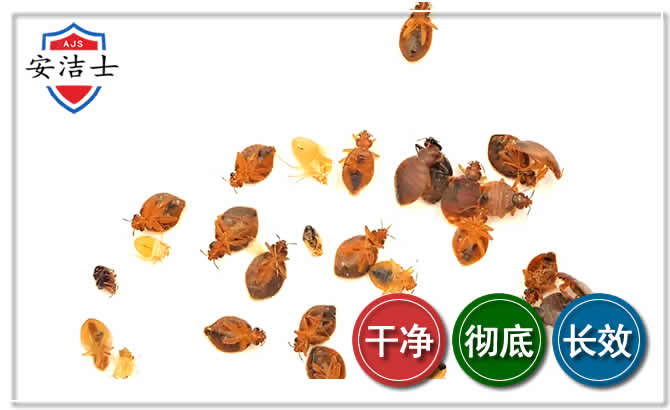吴兴区臭虫防治-消灭臭虫